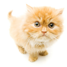 Pet Clinic